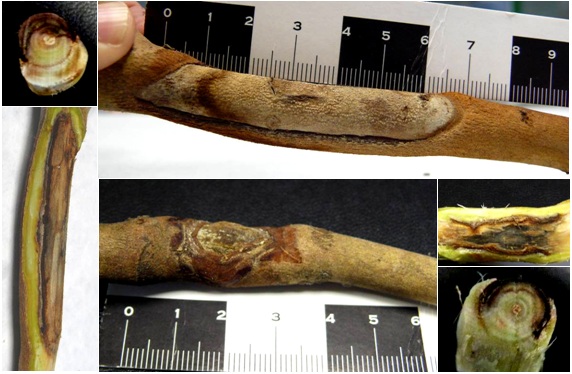 Symptoms of camellia associated with N. parvum Symptoms of camellia associated with N. parvum