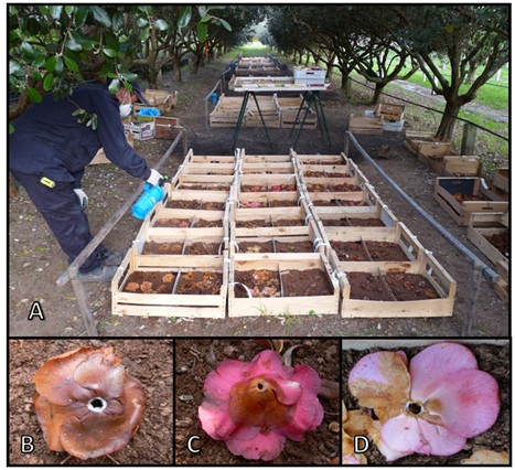 spraying of fungicides over camellia flowers spraying of fungicides over camellia flowers