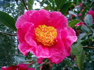 C.'Flower girl' C.'Flower girl'