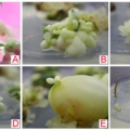 Plant Regeneration from Cotyledons and Young Embryos 