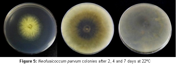 Neofusicoccum parvum colonies Neofusicoccum parvum colonies
