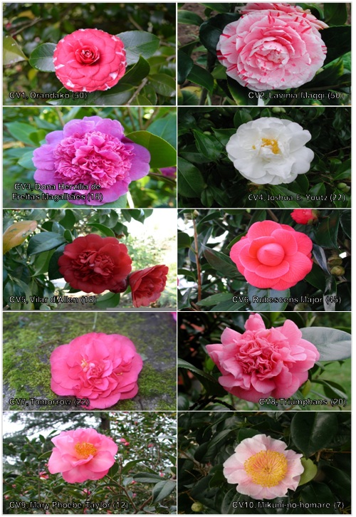 Flowers of the ten cultivars Flowers of the ten cultivars