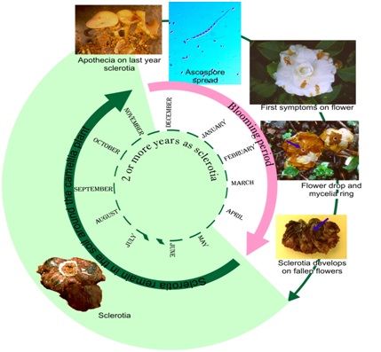 Ciborinia camelliae life cycle Ciborinia camelliae life cycle