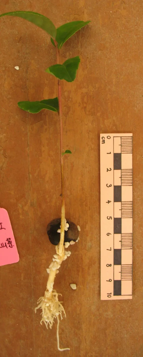 Fig 2 Fig 2
