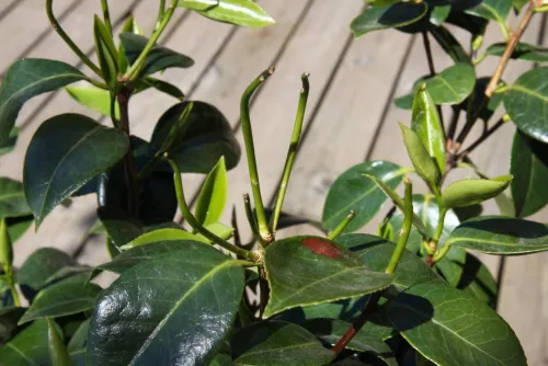 Tender camellia shoots affected by cold conditions Norway. May 2010 007.jpg