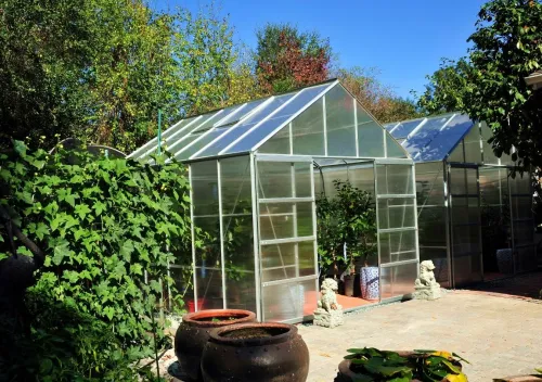 New Greenhouses to speed up camellia growth New Greenhouses to speed up camellia growth