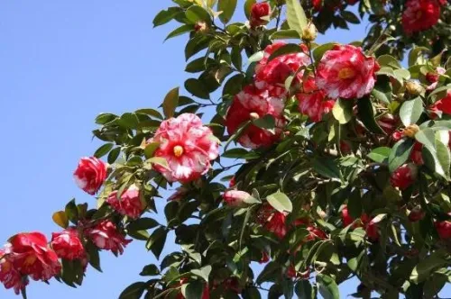 ‘Masayoshi’/ ‘Doncklaeri’ ‘Masayoshi’/ ‘Doncklaeri’