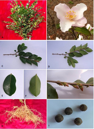 The characteristics of Camellia rosthorniana The characteristics of Camellia rosthorniana