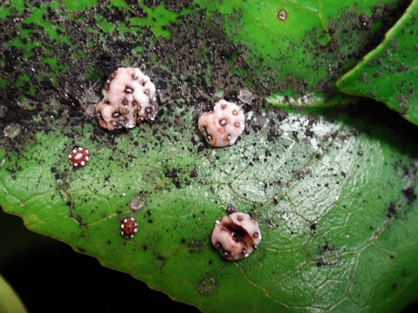 Adult females and Ceroplastes sinensis nymphs Adult females and Ceroplastes sinensis nymphs