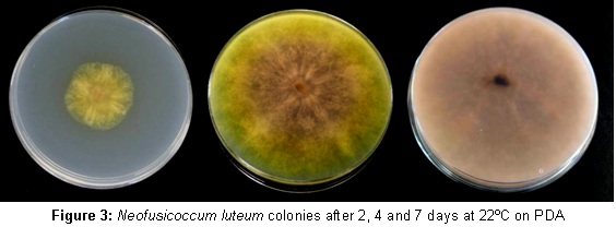 Neofusicoccum luteum colonies Neofusicoccum luteum colonies