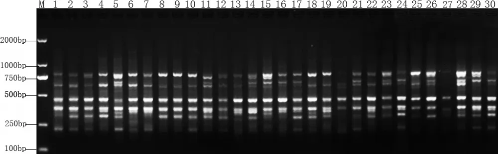 ISSR profiles of Taohua ISSR profiles of Taohua