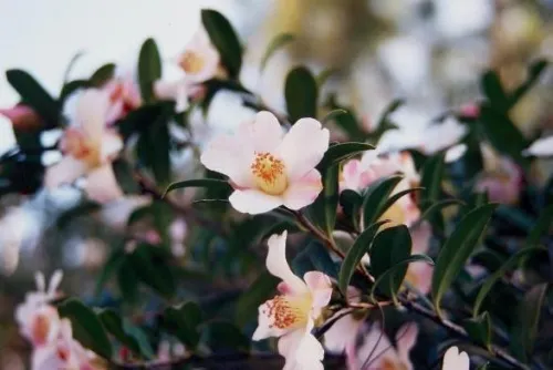 C. saluenensis C. saluenensis