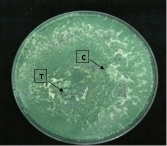 Dual culture of Trichoderma asperellum Dual culture of Trichoderma asperellum