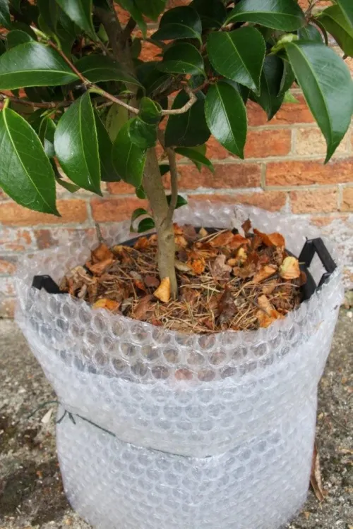 Camellia in container soil wrapped for winter Camellias. preparing for winter 006.jpg