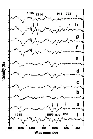 The first derivative of DNA FTIR The first derivative of DNA FTIR