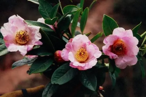 C. reticulata C. reticulata