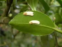 scale insects on camellias scale insects on camellias